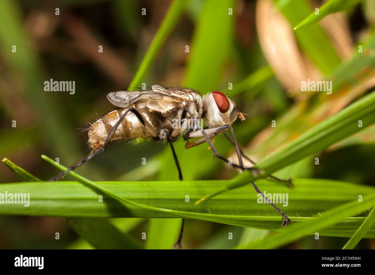 Jeune nouveau-né maison mouche avec des ailes fermées - mouche de bébé Banque D'Images