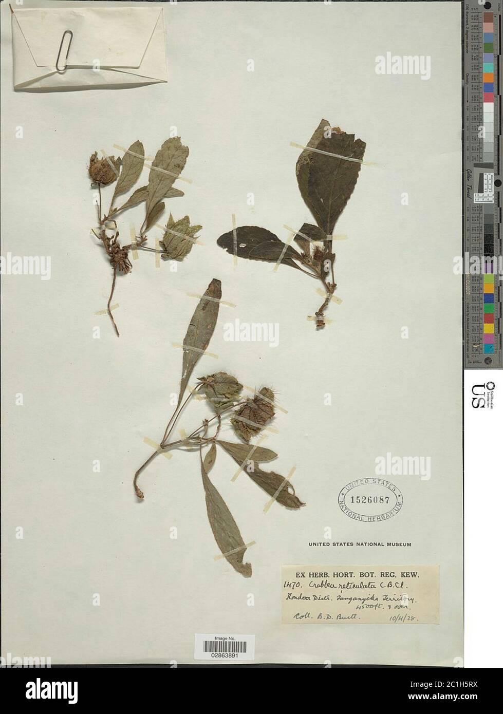 Crabbea reticulata CB Clarke Crabbea reticulata CB Clarke. Banque D'Images