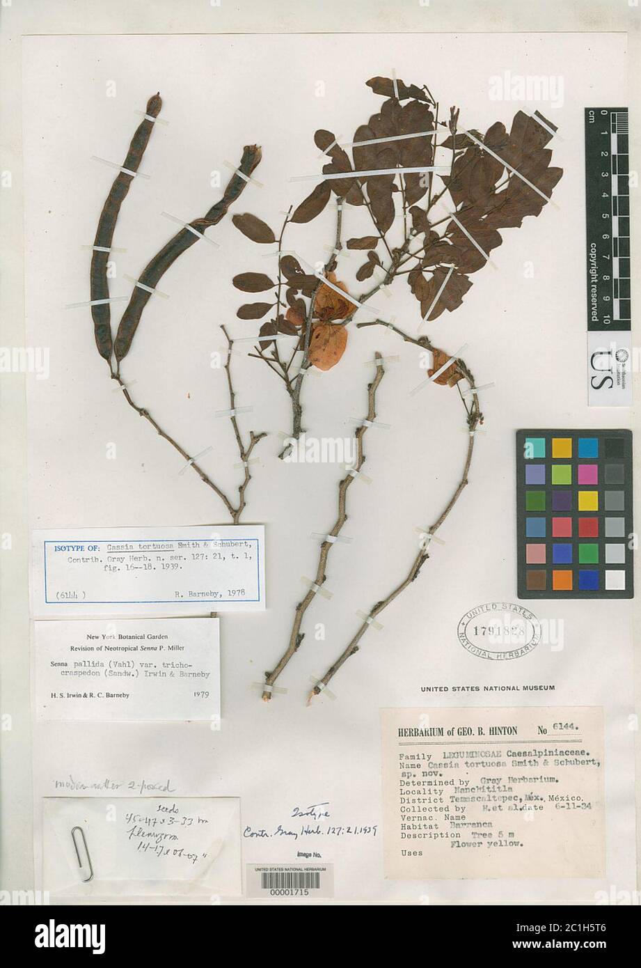 Cassia tortuosa LB SM BG Schub Cassia tortuosa LB SM BG Schub. Banque D'Images