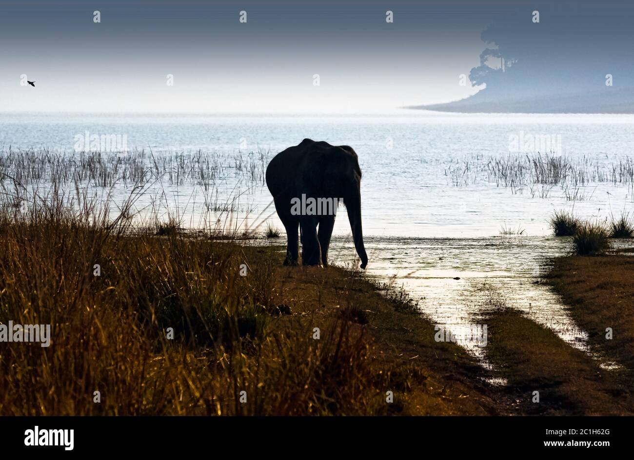 Surcrépuscule au-dessus du réservoir de Ramganga avec l'éléphant indien sauvage (Elephas maximus indicus) dans le parc national Jim Corbett, en Inde Banque D'Images