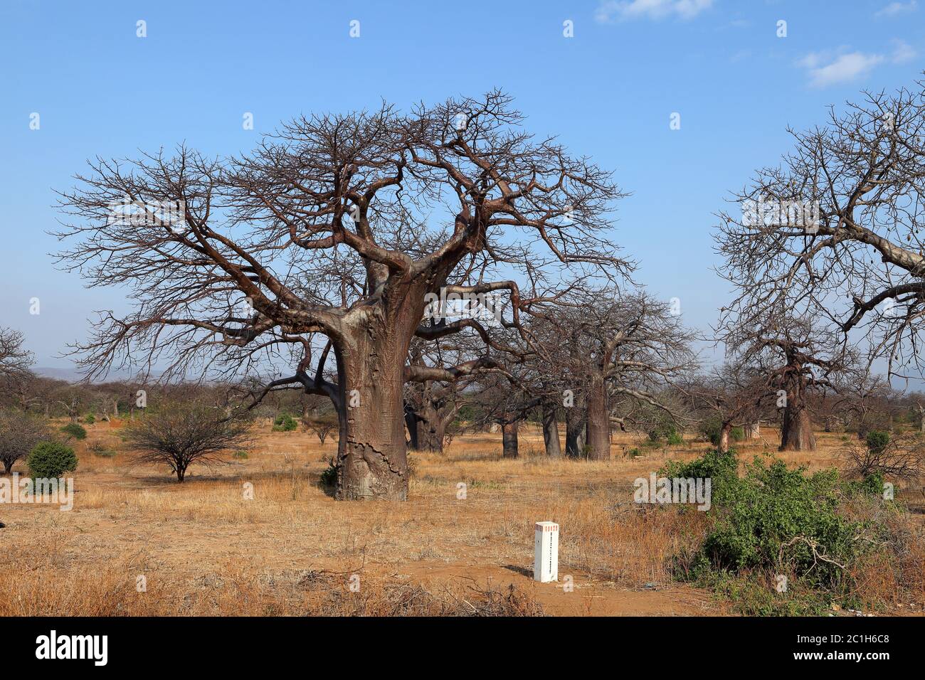 Les baobabs en Afrique Banque D'Images