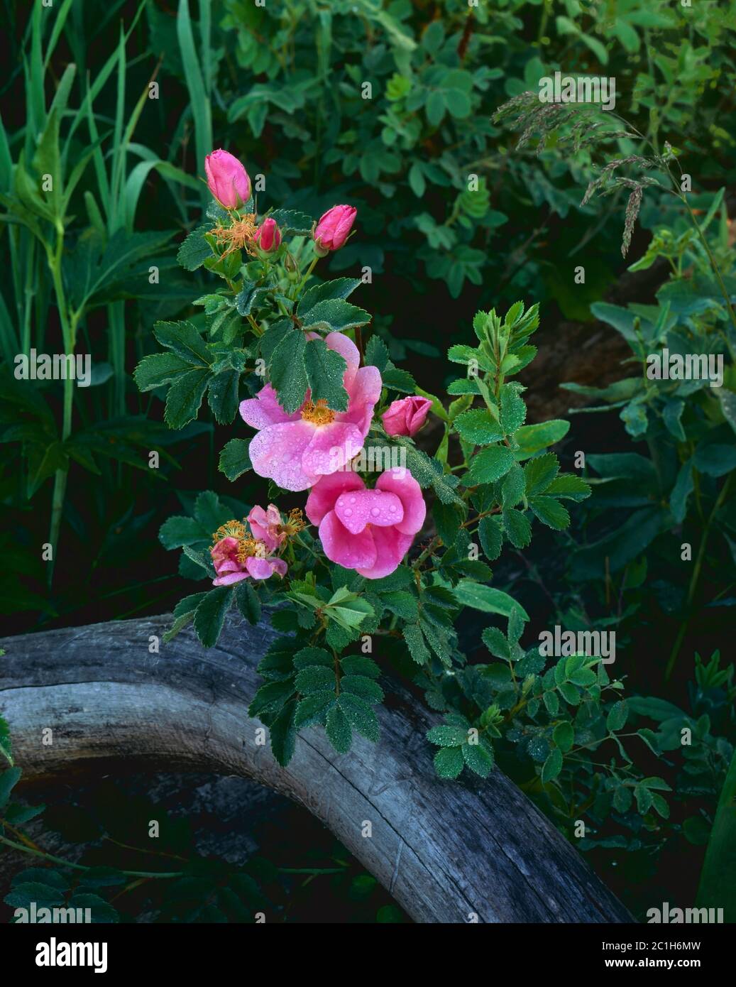 Parc national des montagnes Rocheuses CO / JUILLET le matin rosée couche une rose sauvage dans le parc de la Moraine. Banque D'Images