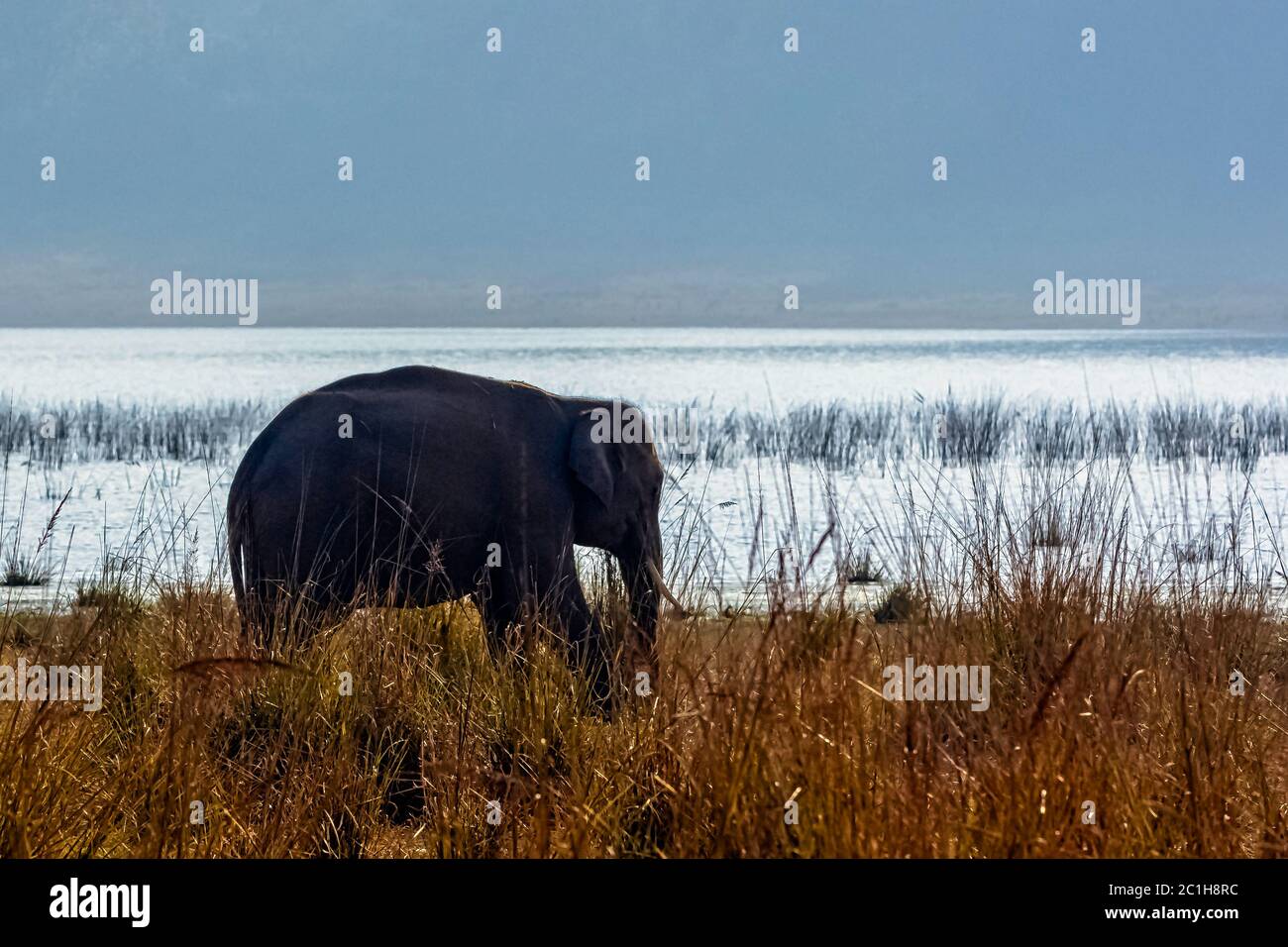 Surcrépuscule au-dessus du réservoir de Ramganga avec l'éléphant indien sauvage (Elephas maximus indicus) dans le parc national Jim Corbett, en Inde Banque D'Images