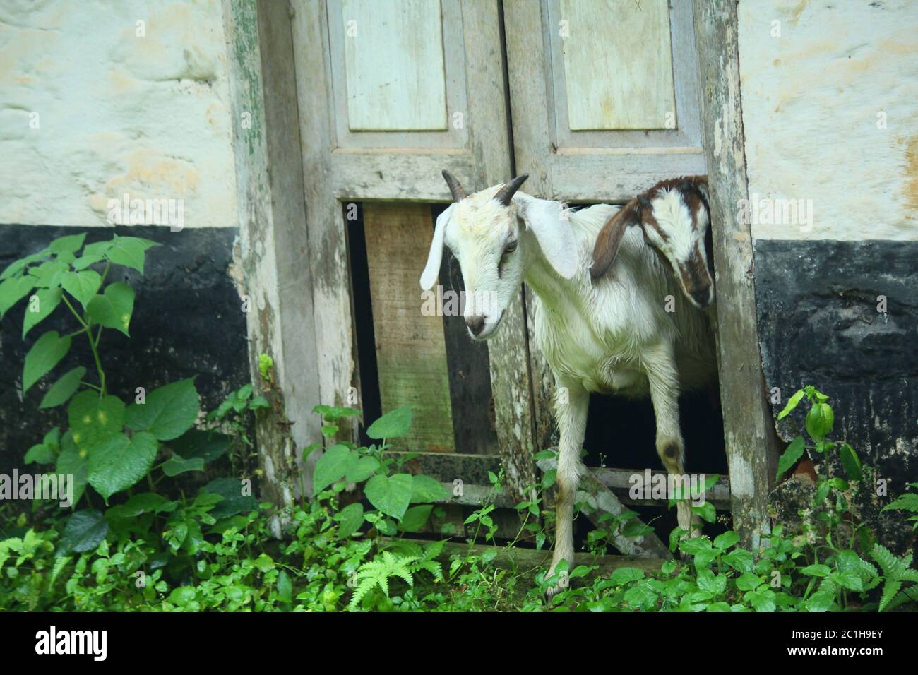 Ferme de reproduction de chèvres. Portrait de chèvre blanc et noir.chèvre domestique blanc Banque D'Images