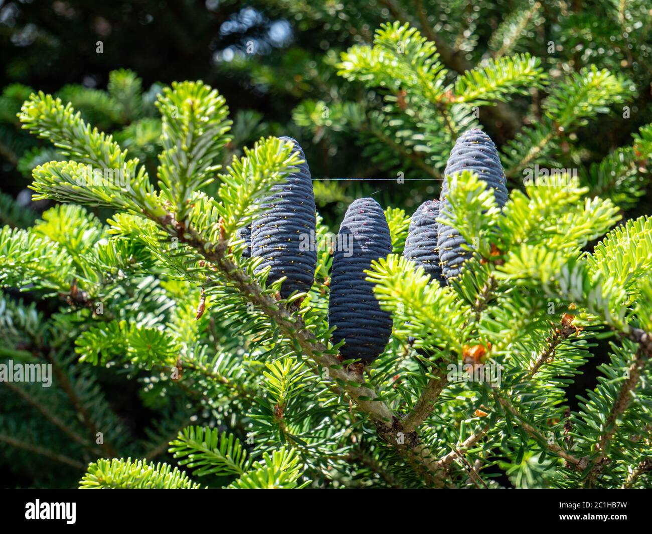 Cônes d'un sapin coréen Abies koreana Banque D'Images