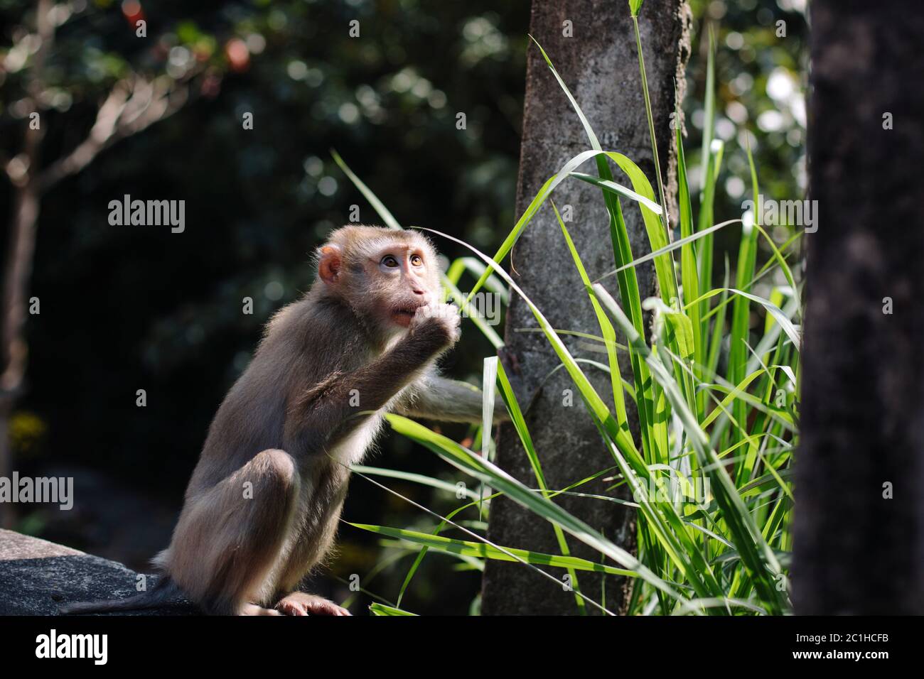 Un singe sauvage mangeant des feuilles à Da Nang, Vietnam Banque D'Images