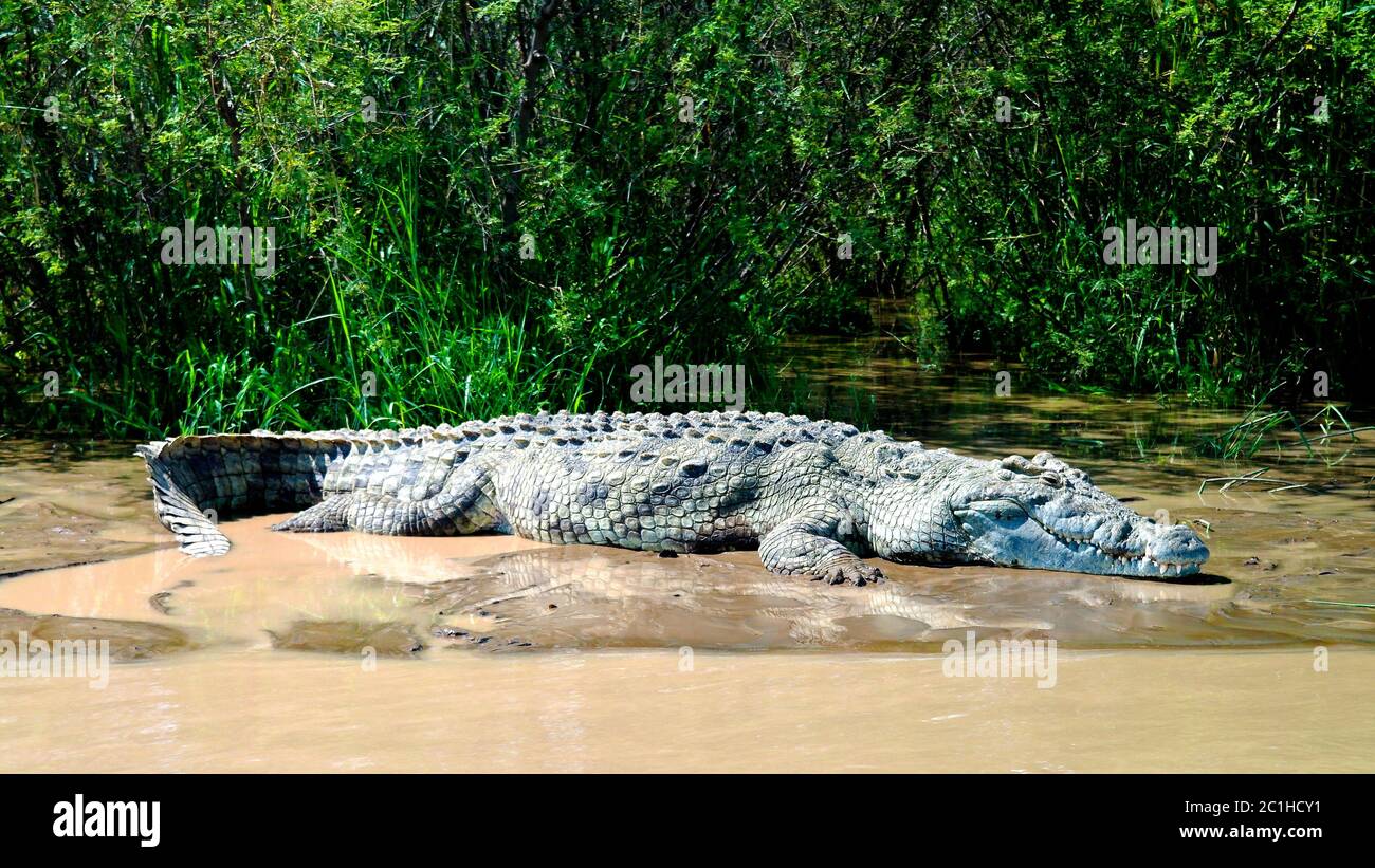 Le crocodile du Nil dans le lac Chamo, le parc national de Nechisar, Ethiopie Banque D'Images