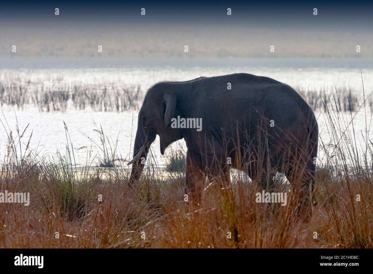 Surcrépuscule au-dessus du réservoir de Ramganga avec l'éléphant indien sauvage (Elephas maximus indicus) dans le parc national Jim Corbett, en Inde Banque D'Images
