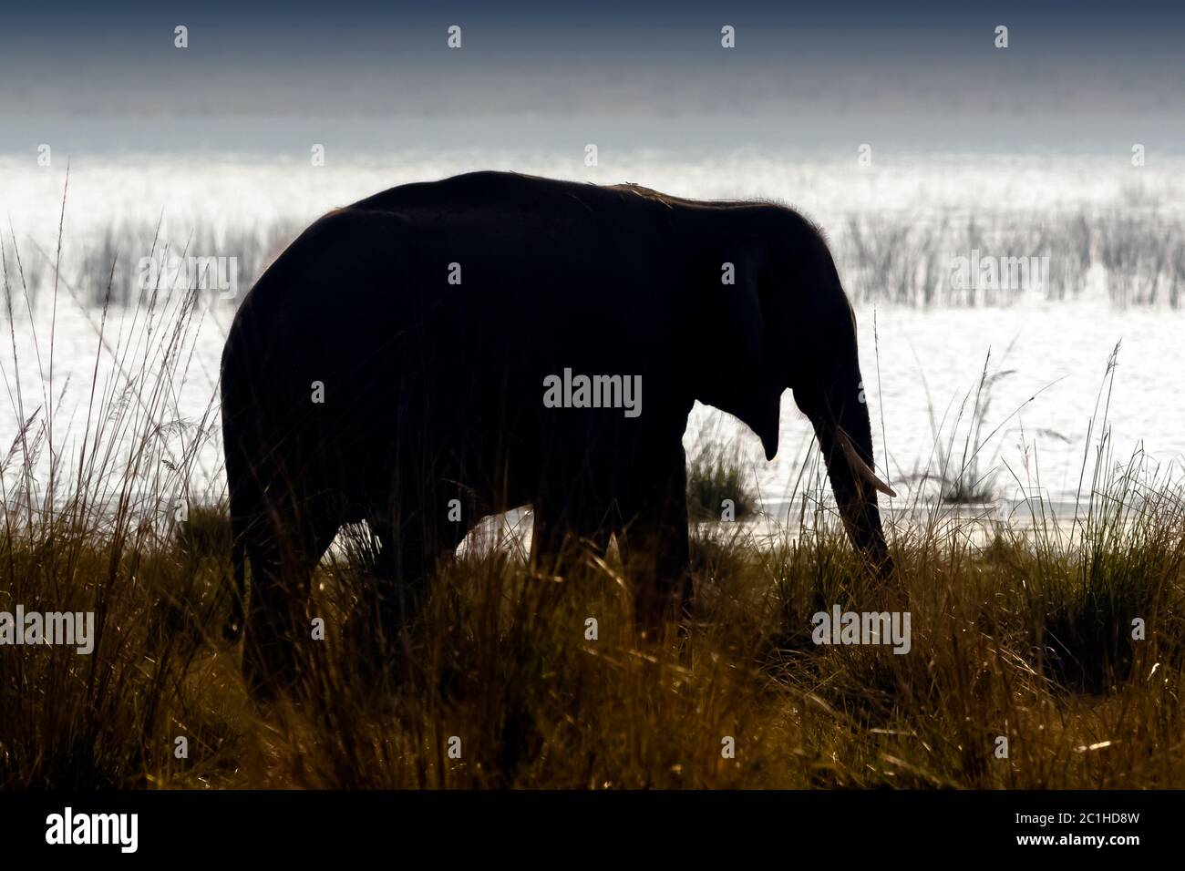 Surcrépuscule au-dessus du réservoir de Ramganga avec l'éléphant indien sauvage (Elephas maximus indicus) dans le parc national Jim Corbett, en Inde Banque D'Images