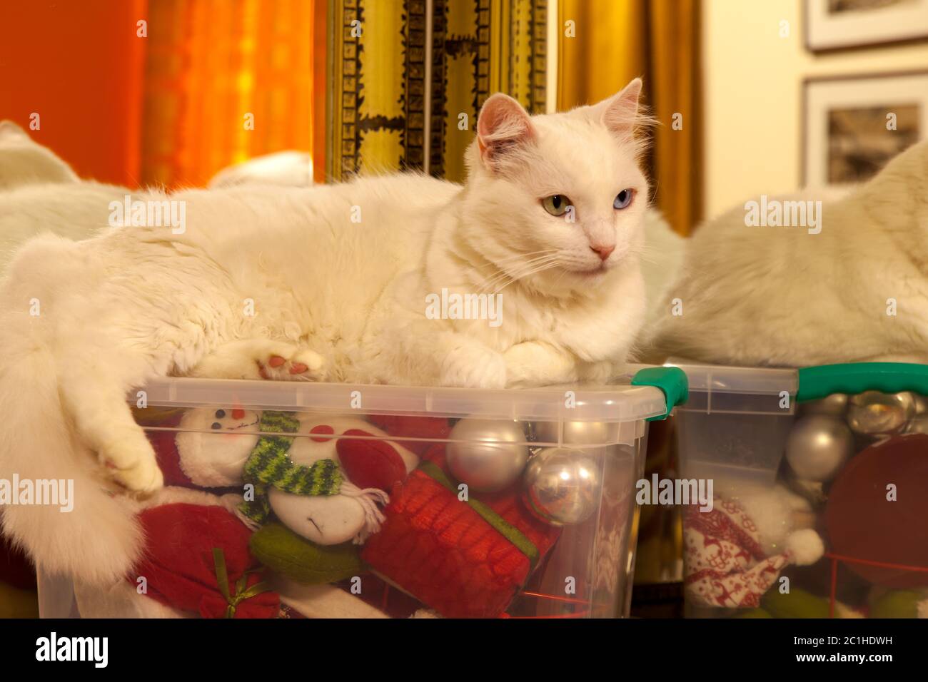 Chat blanc sur une boîte en plastique avec beaucoup d'ornement de noël à l'intérieur Banque D'Images