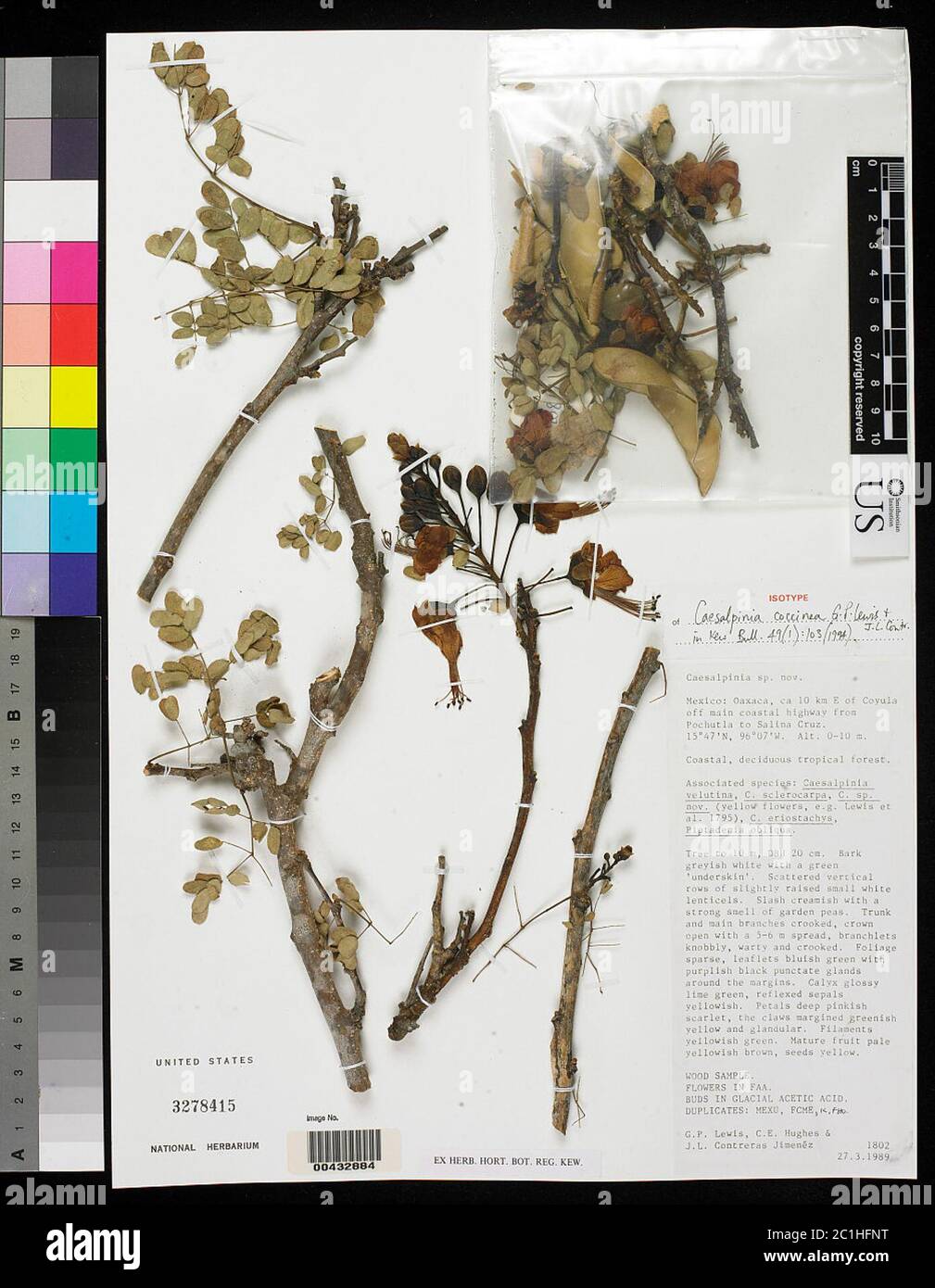 Caesalpinia coccinea GP Lewis JL Contr Caesalpinia coccinea GP Lewis JL Contr. Banque D'Images