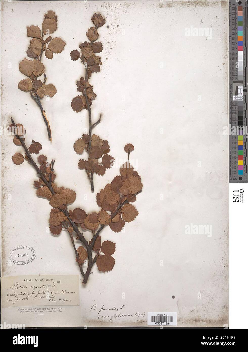 Betula pumila Banque de photographies et d’images à haute résolution