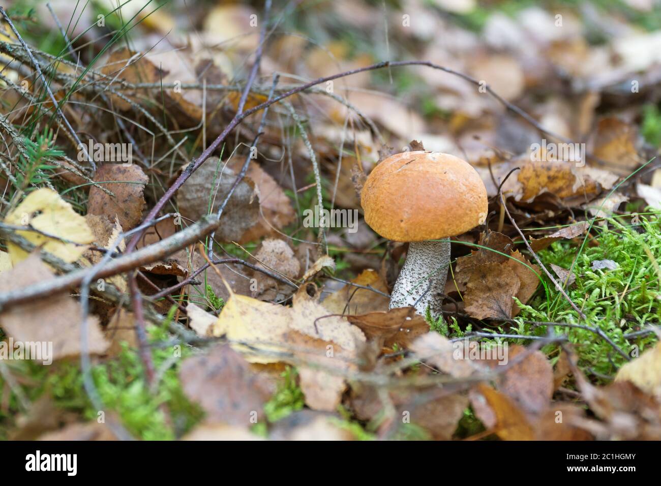 Champignons sauvages (tige de la gale à capuchon rouge) poussant dans la forêt naturelle de bouleau en automne. Mise au point sélective. Banque D'Images