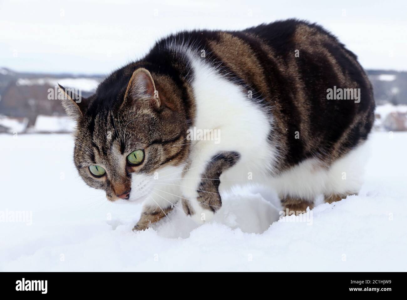 Un Chat Chasse Des Souris En Hiver Un Chat Qui Creuse Pour Des Souris Dans La Neige Photo Stock Alamy