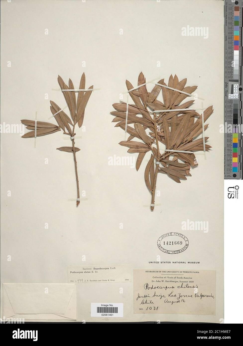 Podocarpus elatus Podocarpus elatus. Banque D'Images