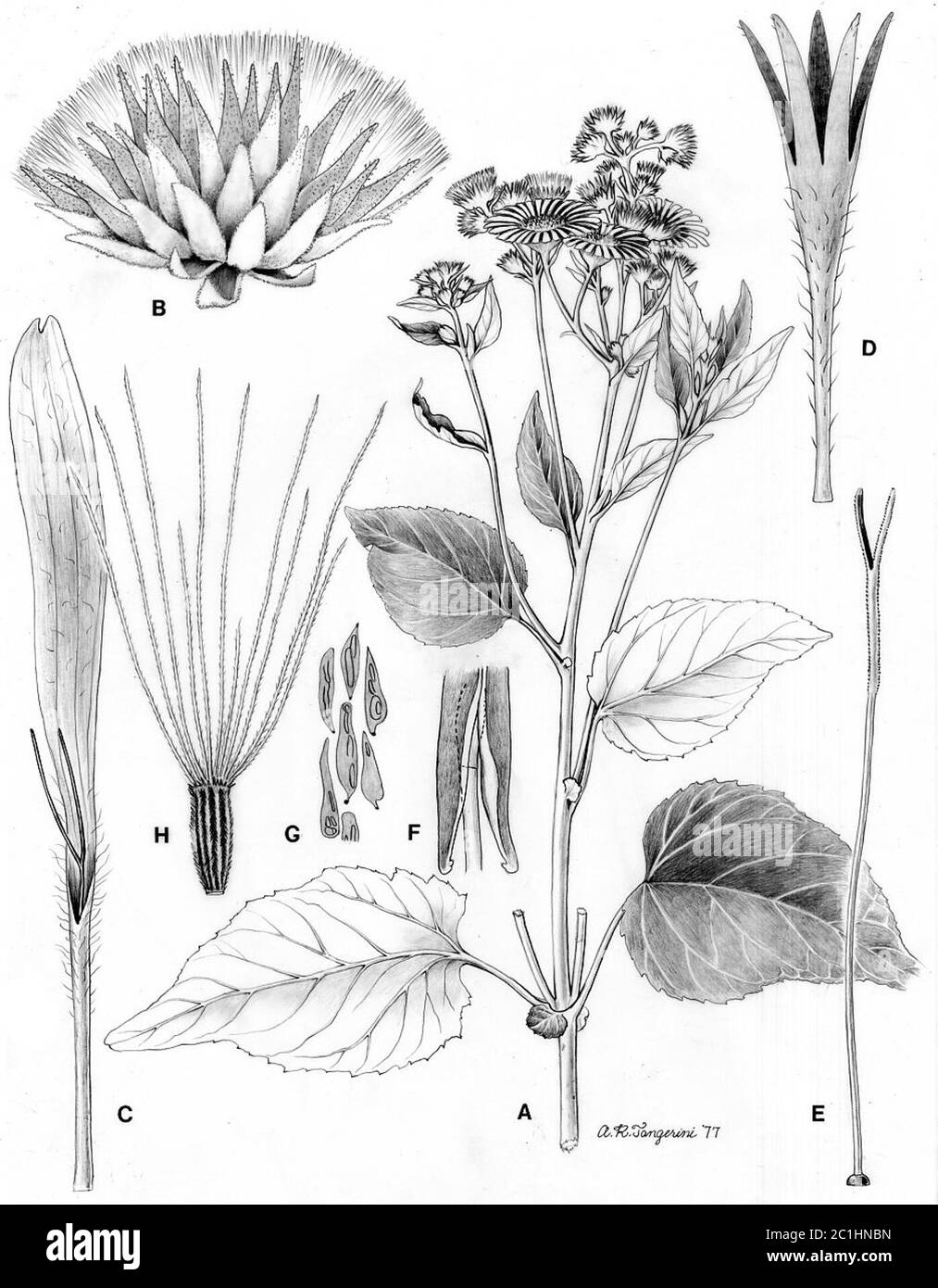 Austroliabum candidum Griseb H Rob Brettell Austroliabum candidum Griseb H Rob Brettell. Banque D'Images