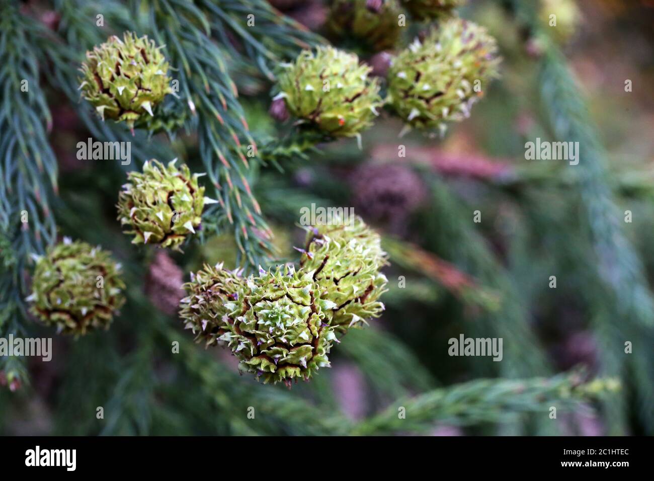 Robinets de la drépanocytaire ou de Sugi Cryptomeria japonica Banque D'Images