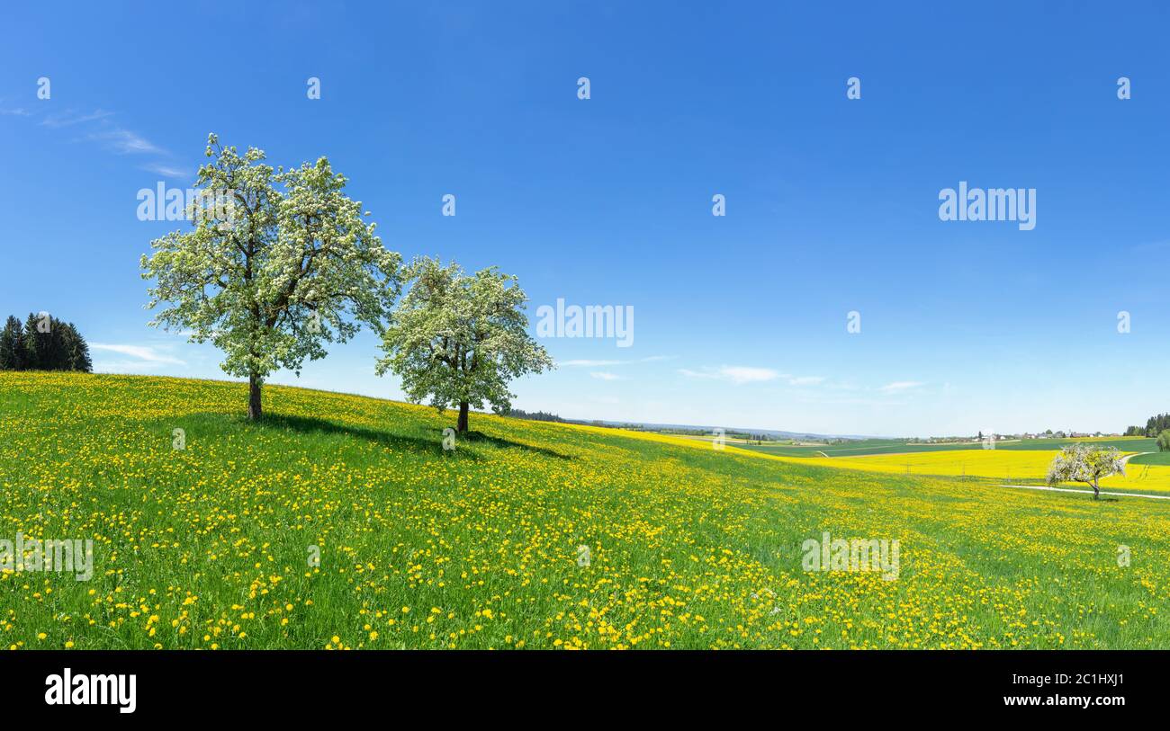 Deux arbres fruitiers fleuris sur une prairie fleurie vallonnée au printemps dans un paysage rural avec ciel bleu Banque D'Images