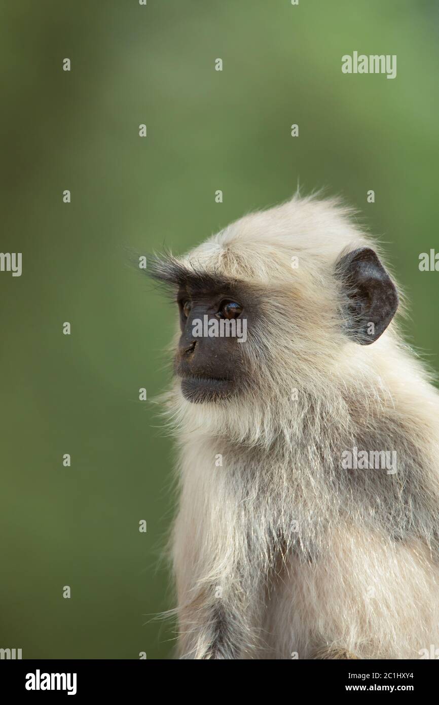 Hanuman langur, Semnopithecus entellus, Maharashtra, Inde Banque D'Images