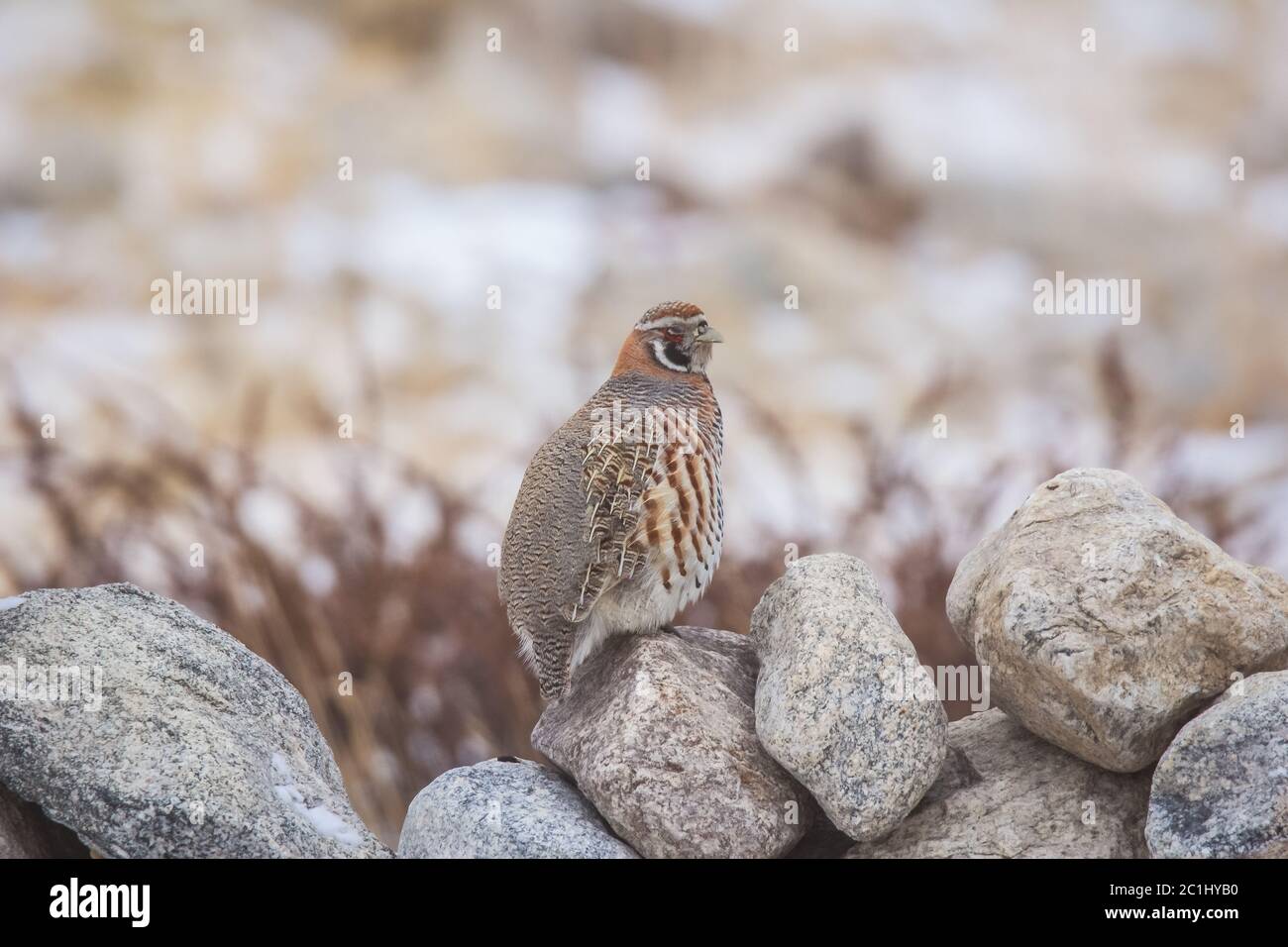 Perdix hodgsoniae, Ladakh, Inde Banque D'Images Perdix hodgsoniae, Ladakh, Inde Banque D'Images