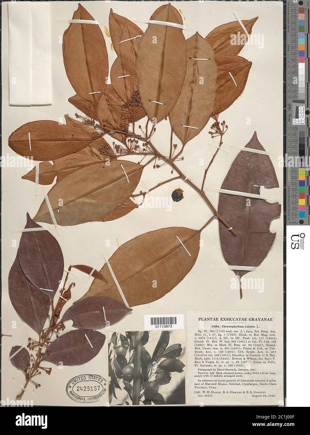 Chrysophyllum caïnito L Chrysophyllum caïnito L. Banque D'Images