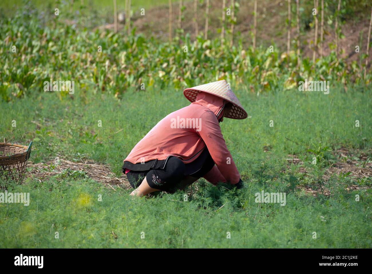 Femme indigène et ethnique Tai Deng travaillant sur la récolte dans un champ près de son village dans la province de Luang Namtha, au nord du Laos. Banque D'Images