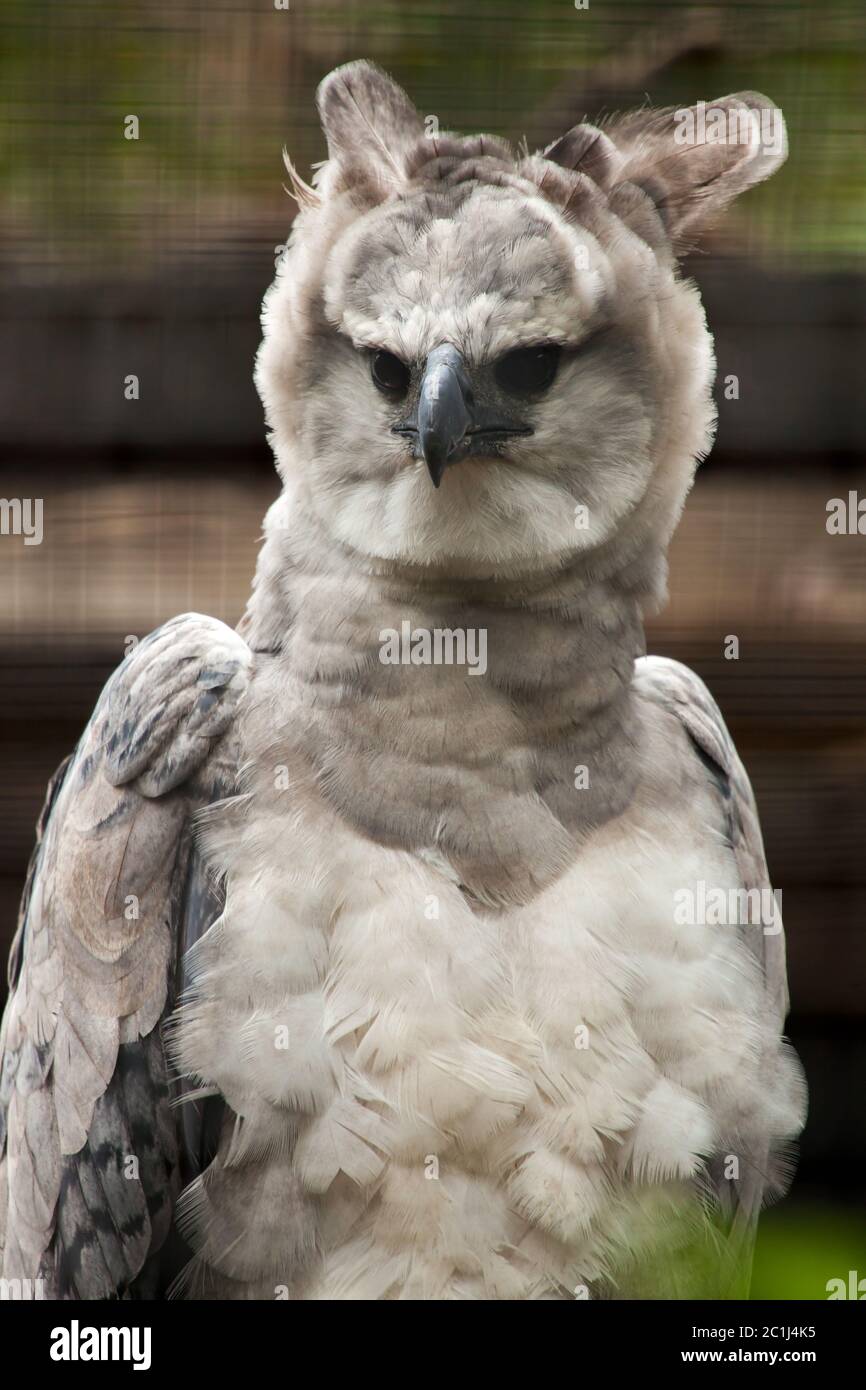 Aigle harpie américain - harpia harpyja Banque D'Images