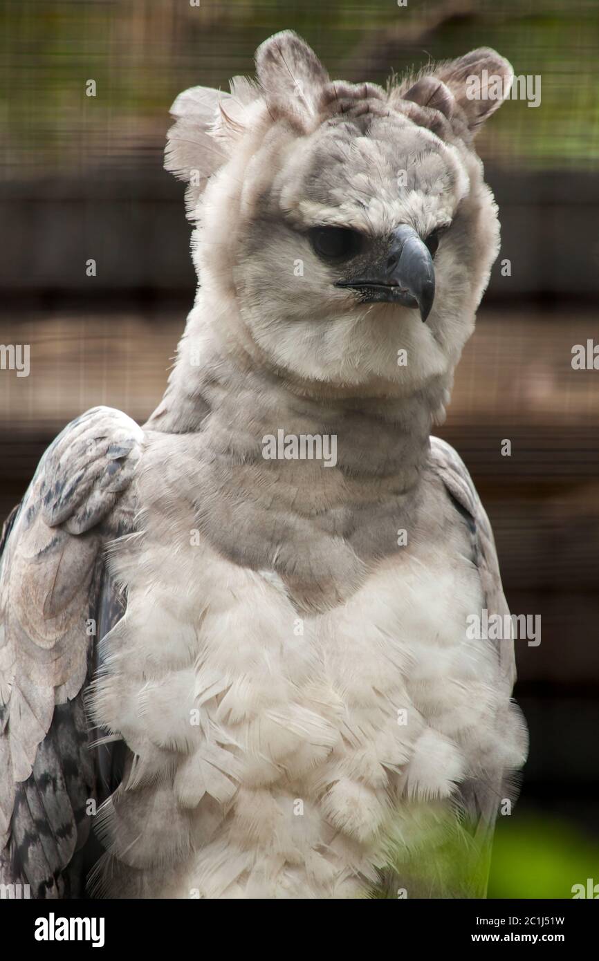 Aigle harpie américain - harpia harpyja Banque D'Images