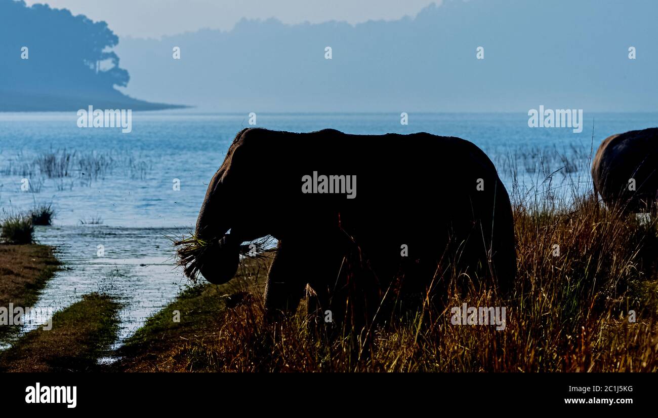 Surcrépuscule au-dessus du réservoir de Ramganga avec l'éléphant indien sauvage (Elephas maximus indicus) dans le parc national Jim Corbett, en Inde Banque D'Images
