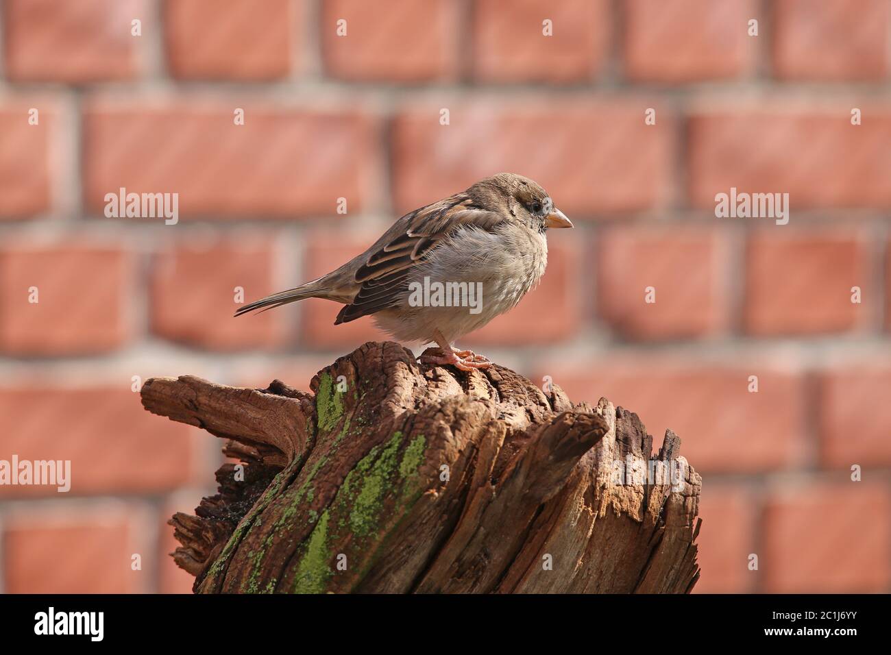 Maison sperling Passer domesticus devant le mur de brique rouge Banque D'Images