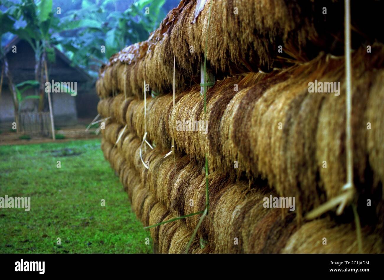 Des bunks de riz récolté sont exposés lors du festival annuel de reconnaissance des récoltes dans le village traditionnel de Ciptagelar, à Java-Ouest, en Indonésie. Banque D'Images
