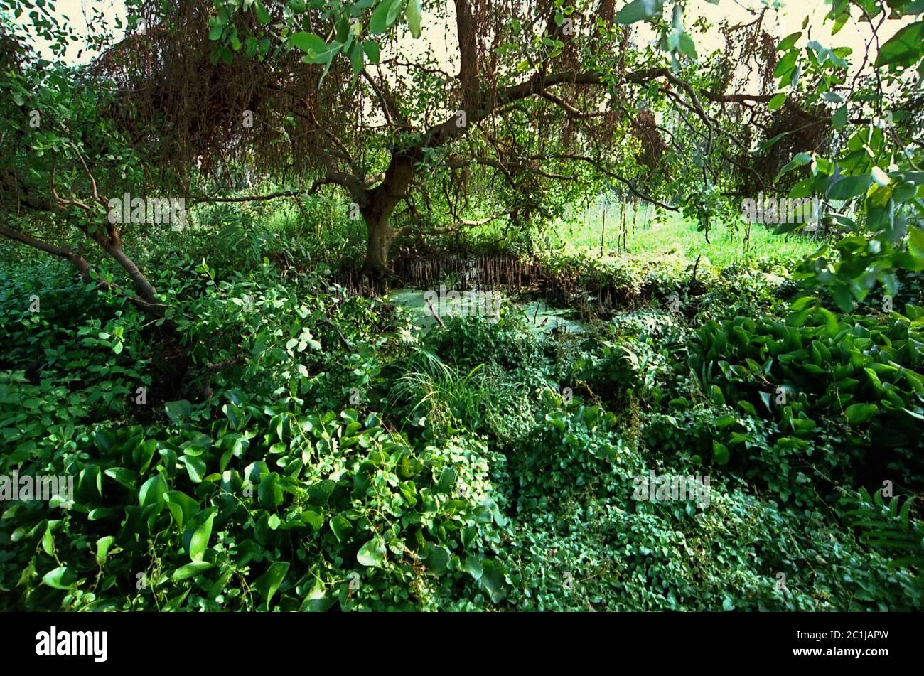 Écosystème côtier de zones humides à la réserve naturelle de Muara Angke à Muara Angke, Jakarta, Indonésie. Banque D'Images