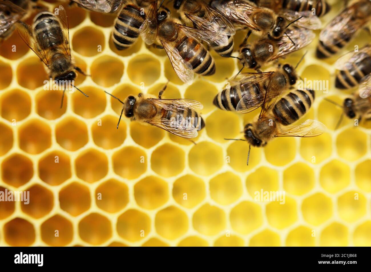 quelques abeilles sur une cire d'abeille Banque D'Images