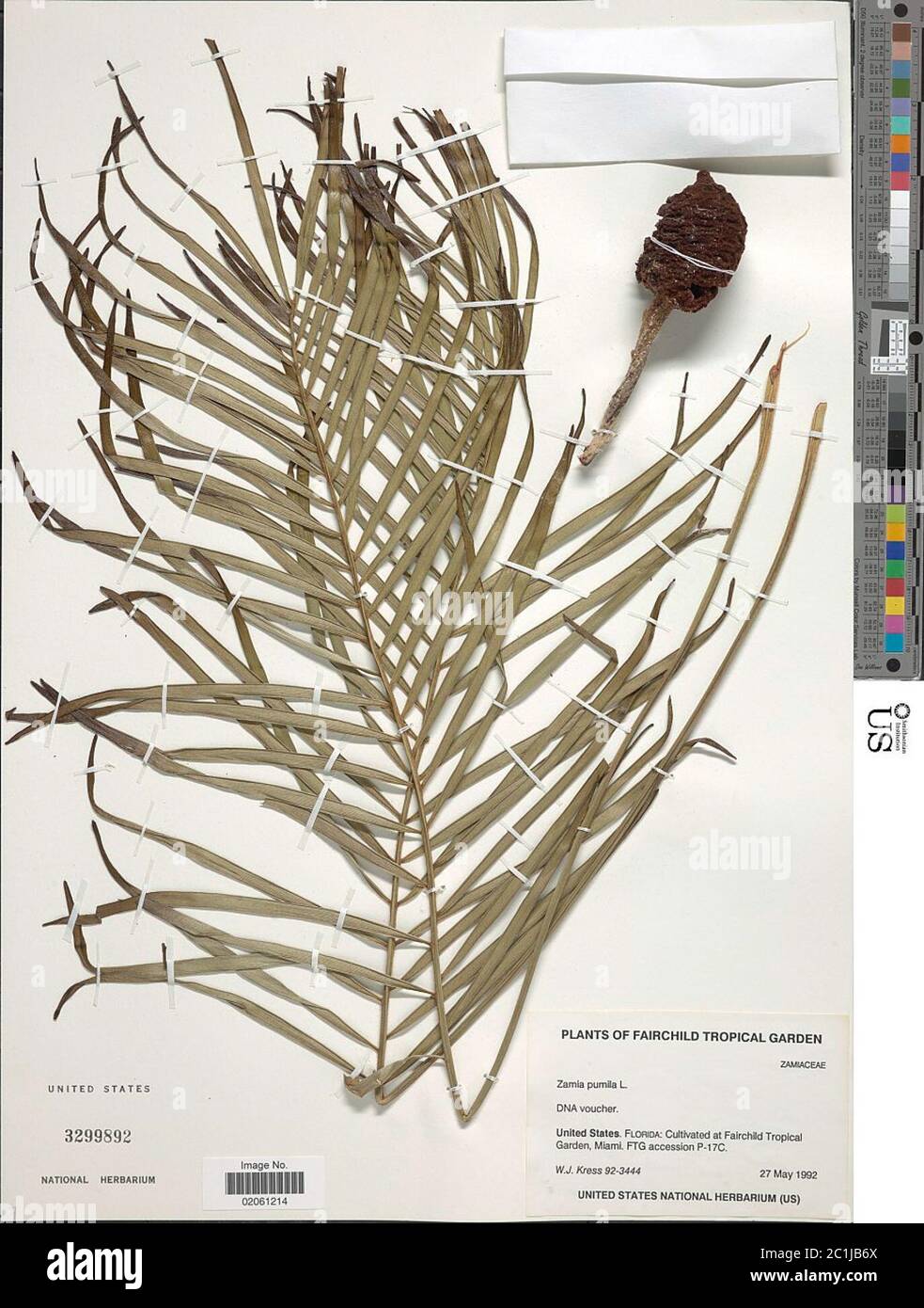 Zamia pumila L Zamia pumila L. Banque D'Images