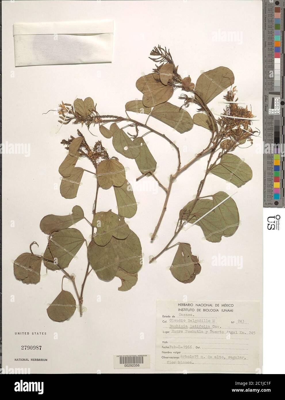 Bauhinia divaricata L Bauhinia divaricata L. Banque D'Images