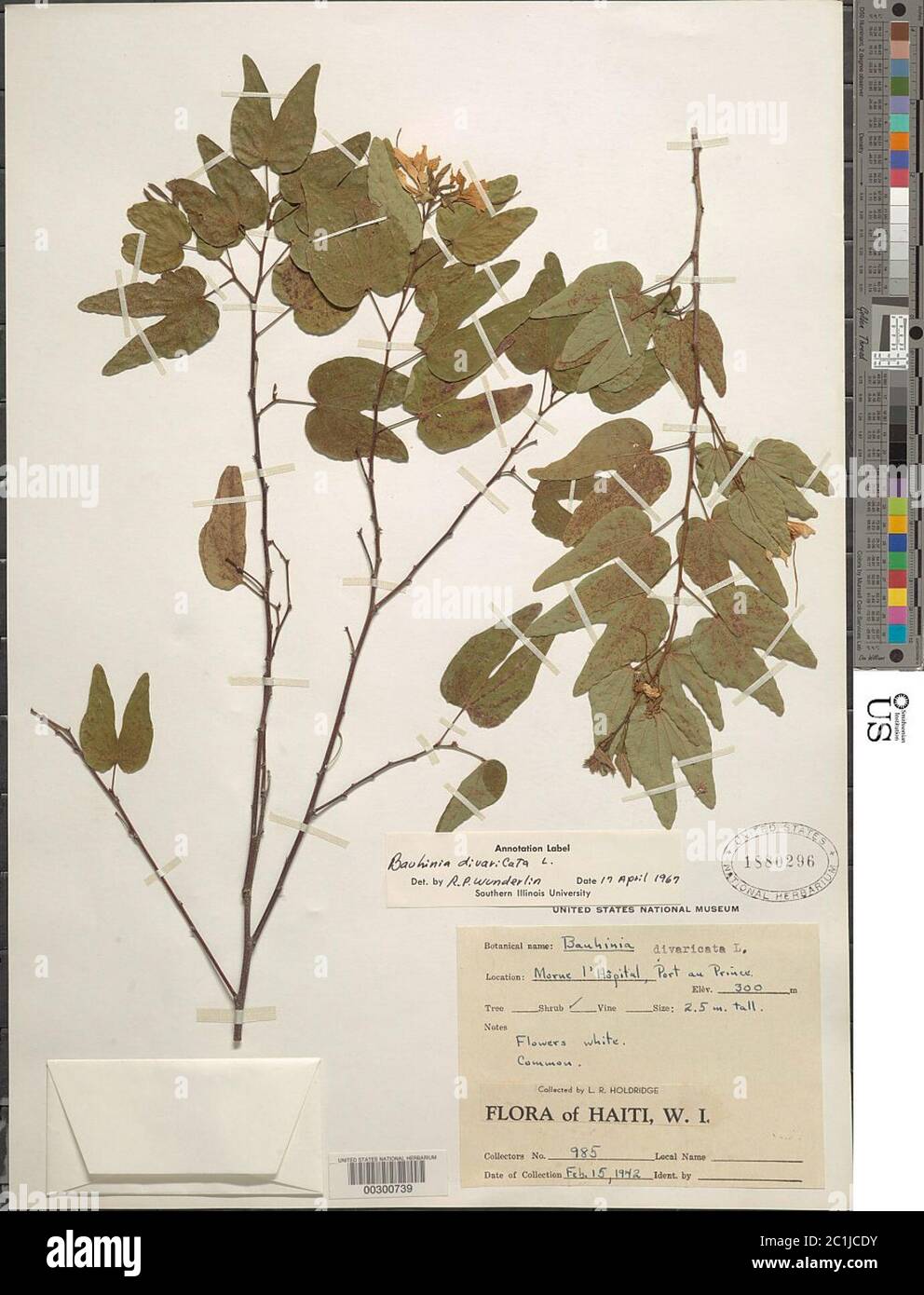 Bauhinia divaricata L Bauhinia divaricata L. Banque D'Images