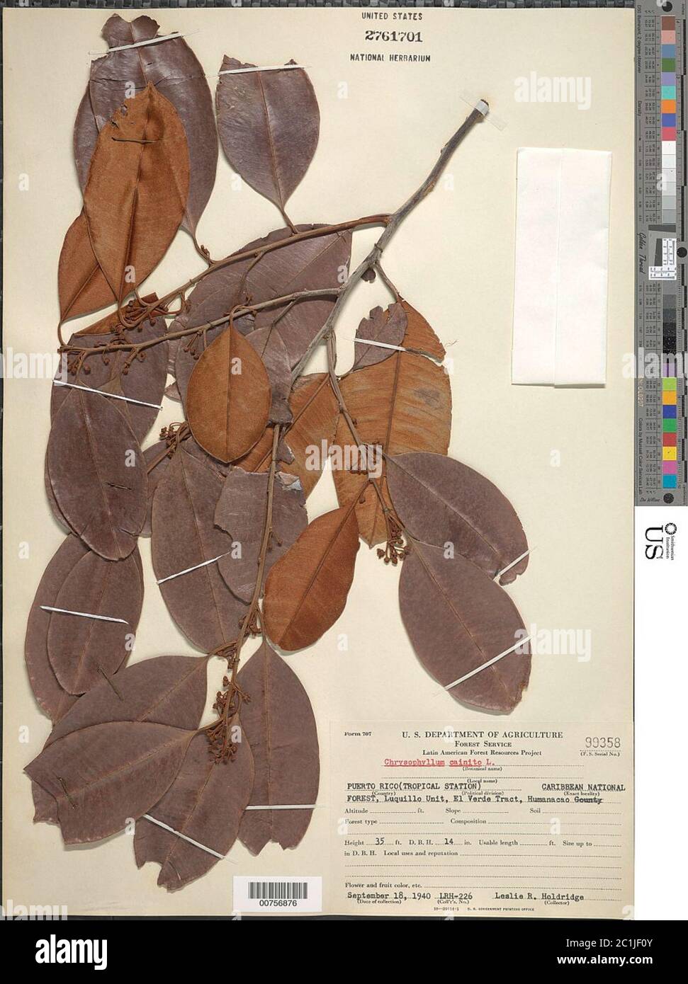 Chrysophyllum caïnito L Chrysophyllum caïnito L. Banque D'Images