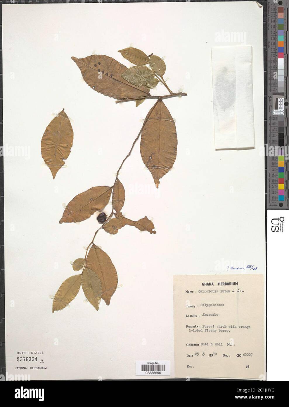 Carpolobia lutea G Don Carpolobia lutea G. Don. Banque D'Images