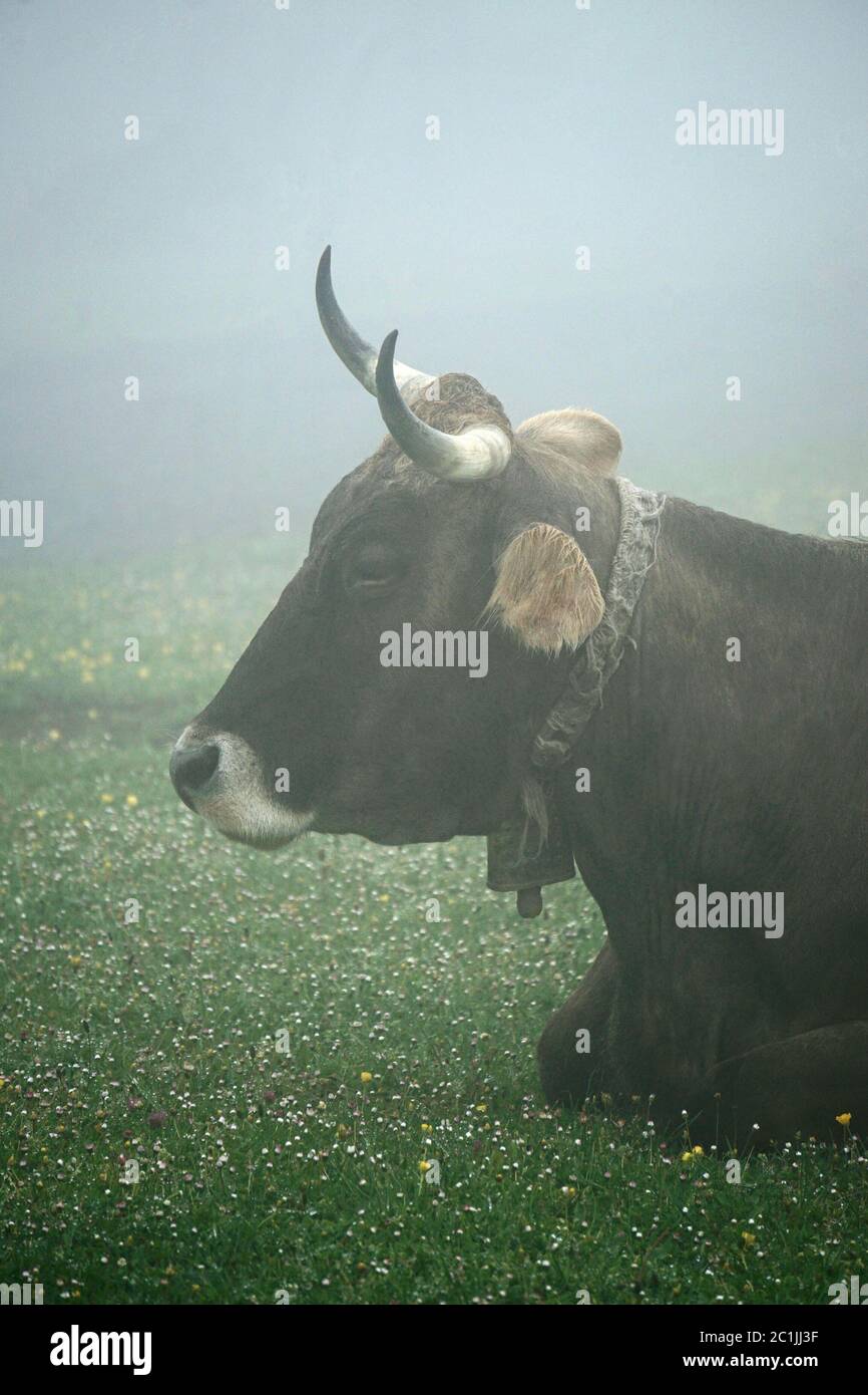 Portrait de vache brun Banque D'Images