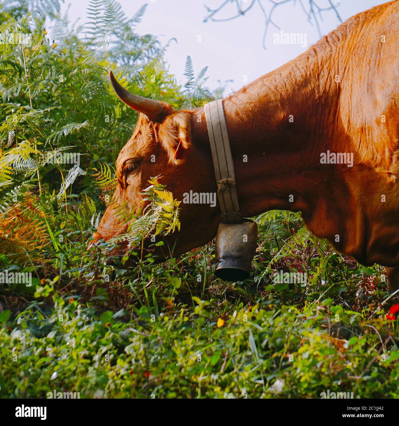 Portrait de vache brun Banque D'Images
