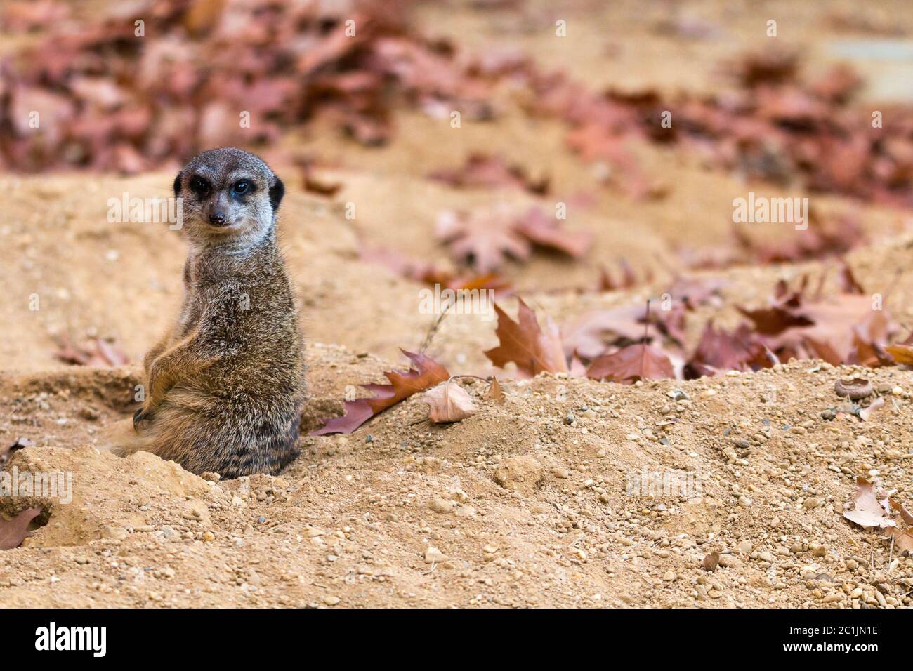 meerkat est assis dans le sable mignon Banque D'Images