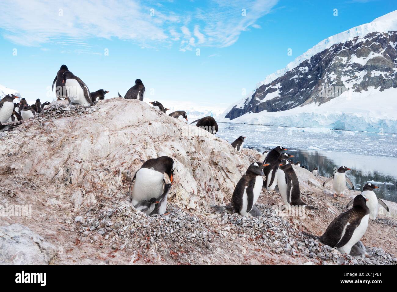 pingouin au pôle sud Banque D'Images