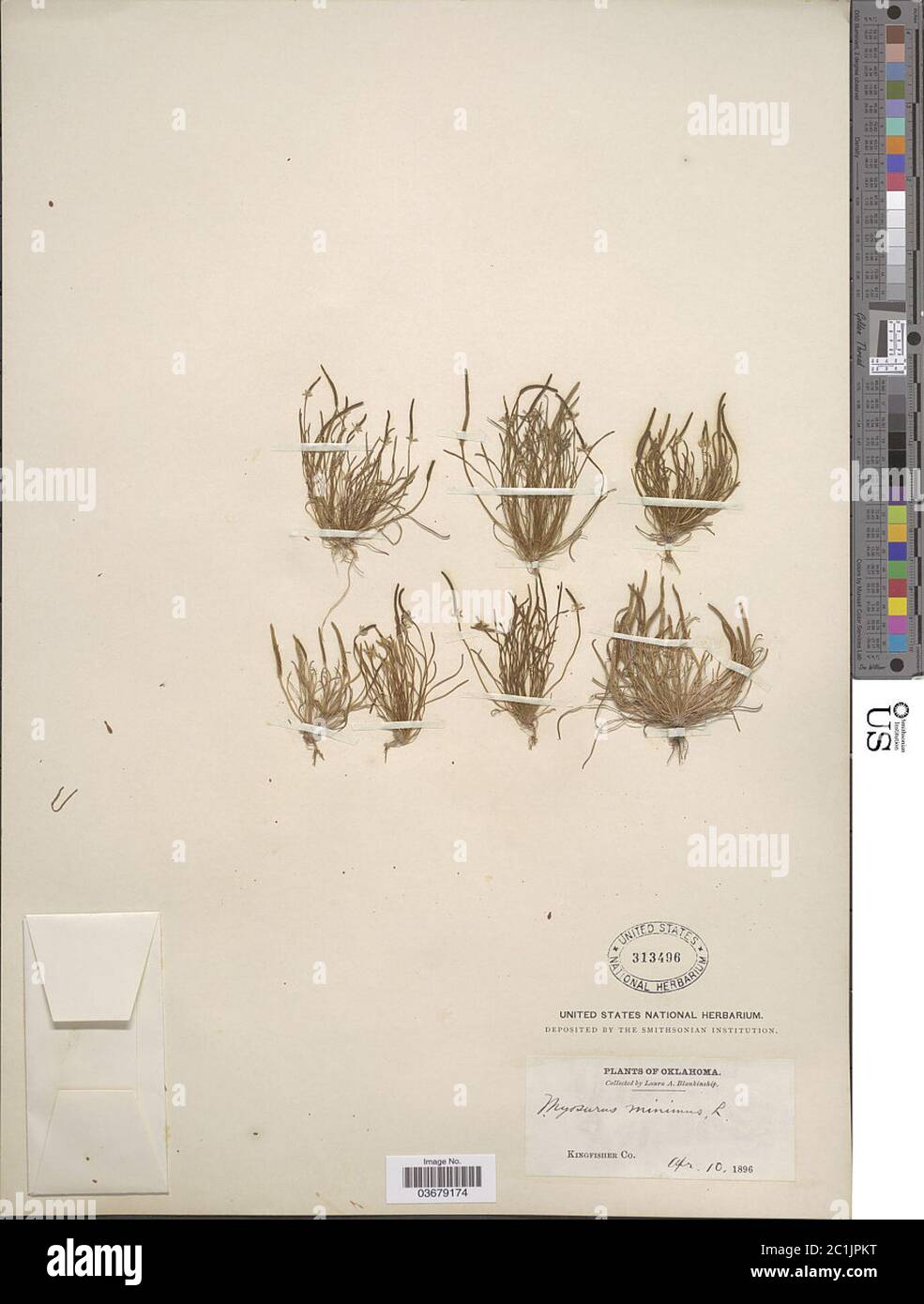 Myosurus minimus L Myosurus minimus L. Banque D'Images