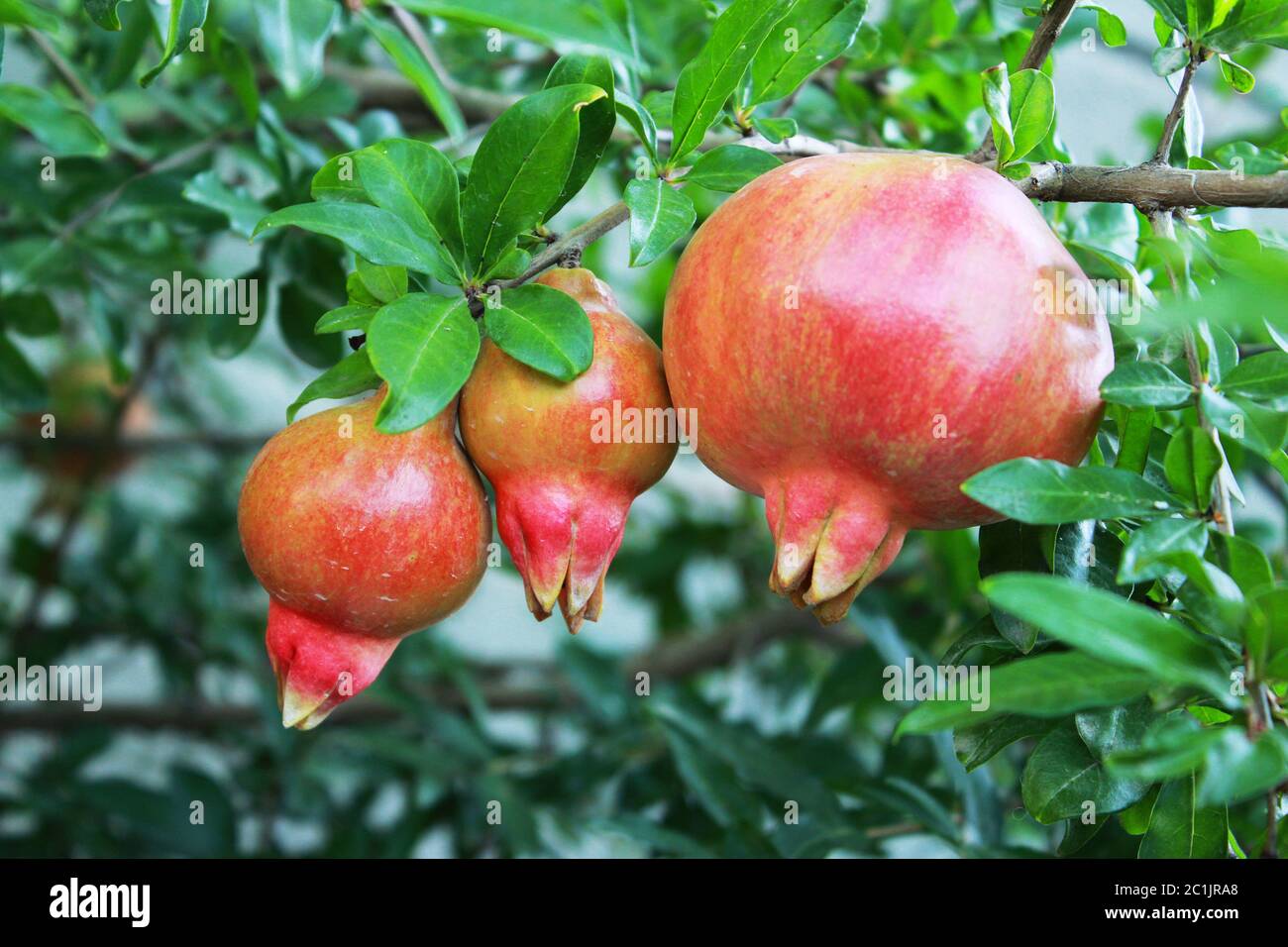 Trois fruits mûrissant de la grenade de Punica sur une branche d'arbre dans la cour d'une maison privée. République de Crimée Banque D'Images