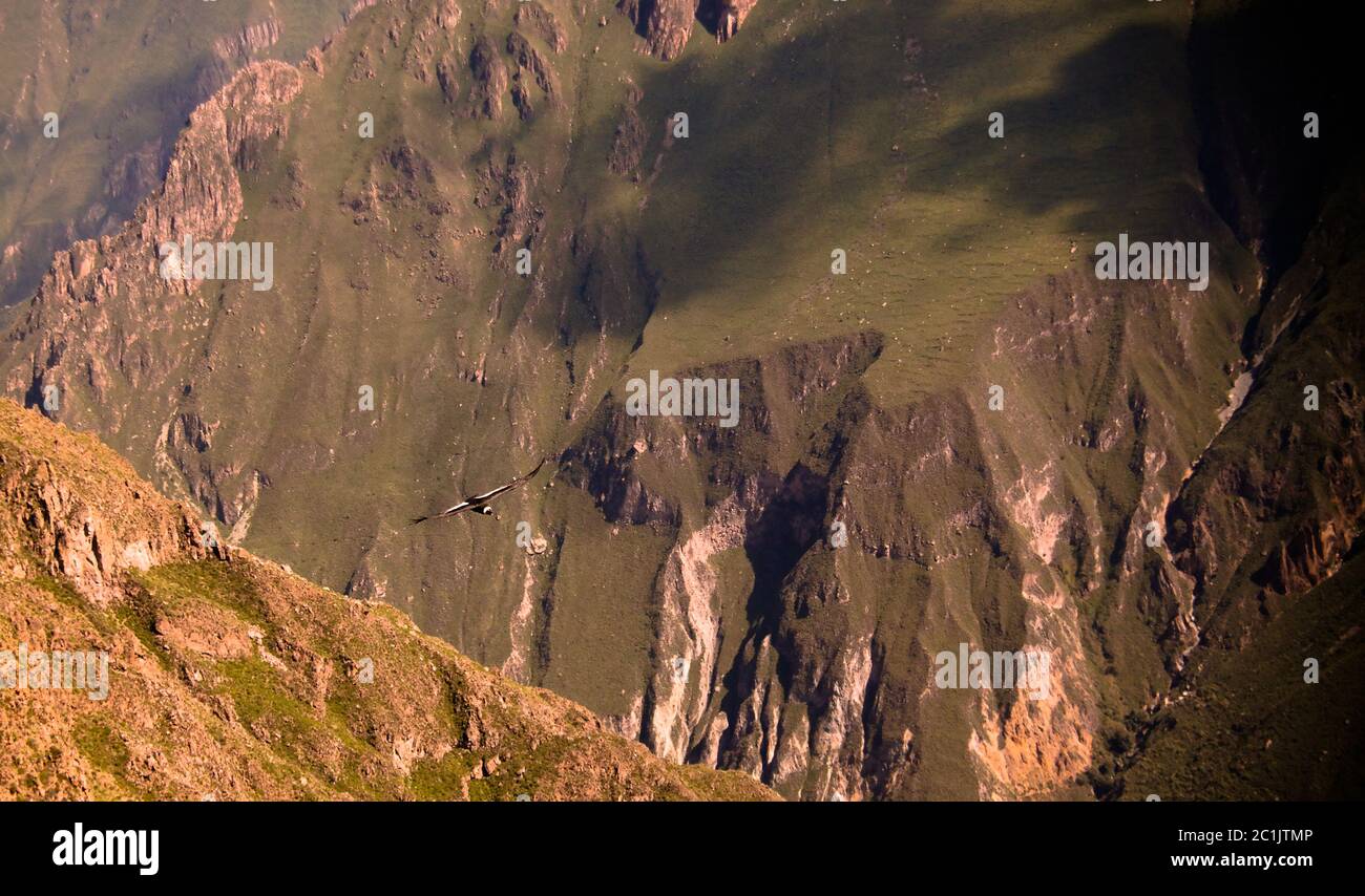 Condors au-dessus du canyon de Colca à Condor Cross ou Cruz Del Condor point de vue, Chivay, Pérou Banque D'Images