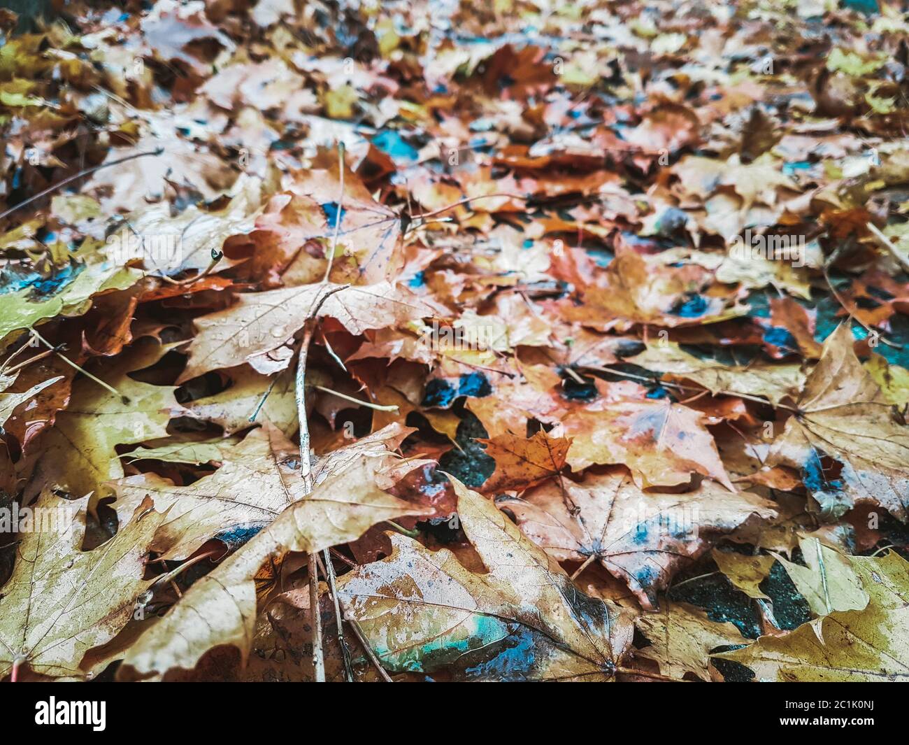 Un bouquet de feuilles d'érable pourries couvrant le sol par temps pluvieux. Moquette naturelle dans un parc en automne. Feuillage endommagé mort dans une décomposition naturelle Banque D'Images