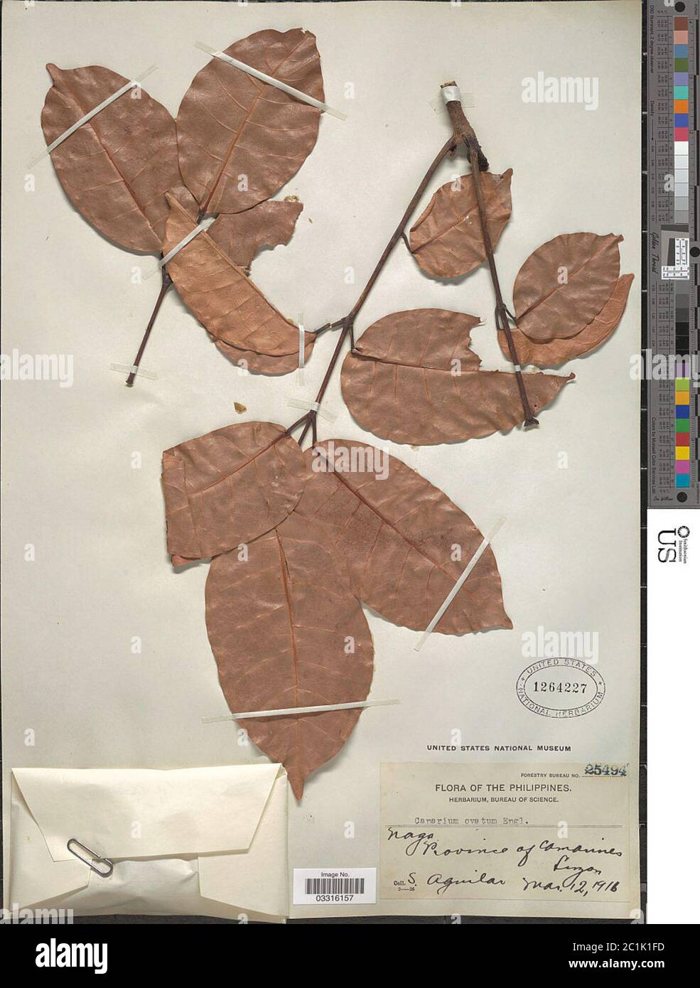 Canarium ovatum Eng. Canarium ovatum Eng. Banque D'Images