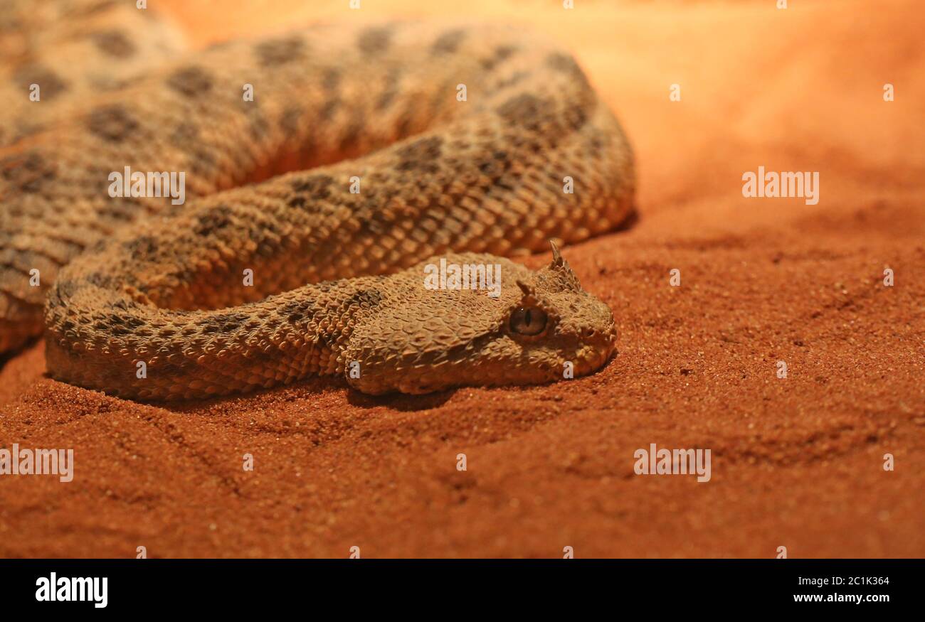 Hornviper du désert Cerastes cerastes Banque D'Images