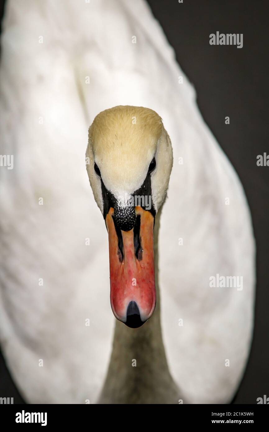 Portrait d'un cygne, détail cygne Banque D'Images