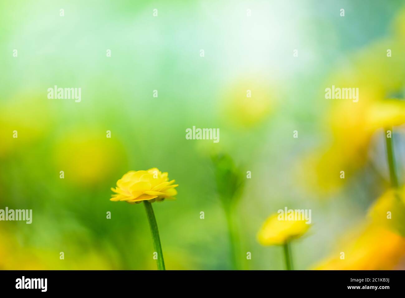 Fleurs de printemps jaunes sur fond vert Banque D'Images